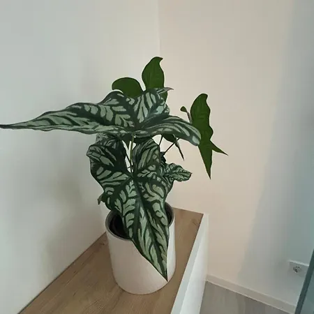 Apartman Ag